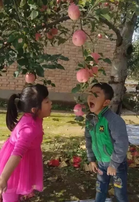 苹果行情直播,2020年6月烟台栖霞苹果价格行情