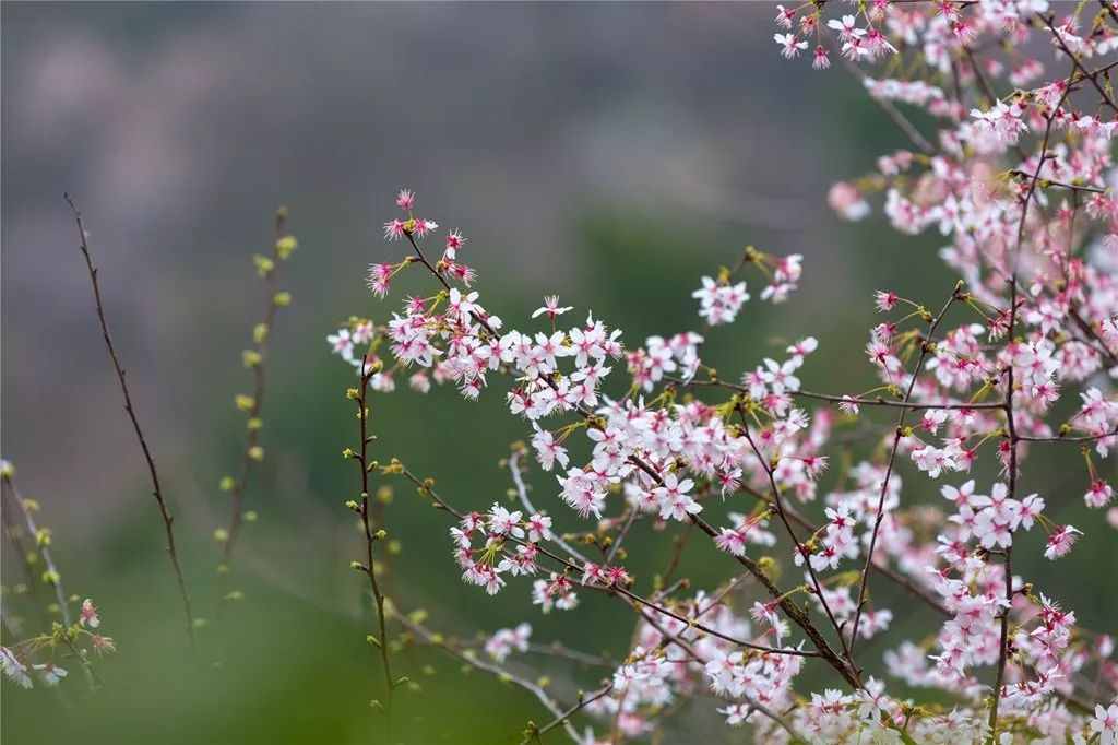 3月终于要放晴啦！出门赏花看剧，这里有攻略