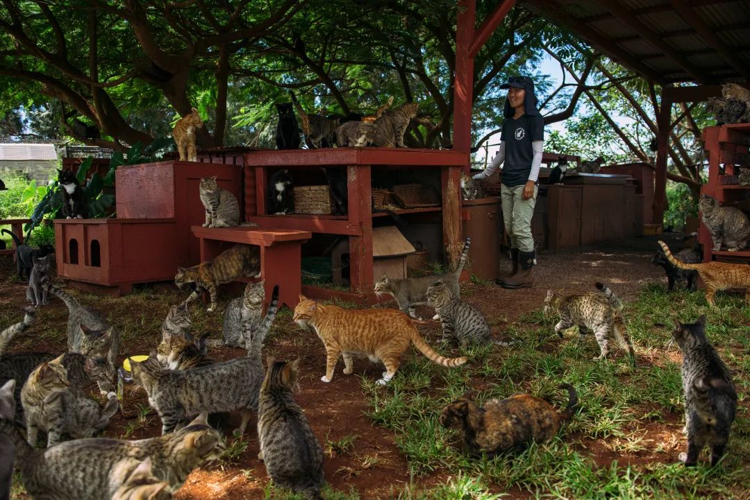 众神花园没有花，拉奈小城有喵撸，夏威夷拉奈岛旅行攻略