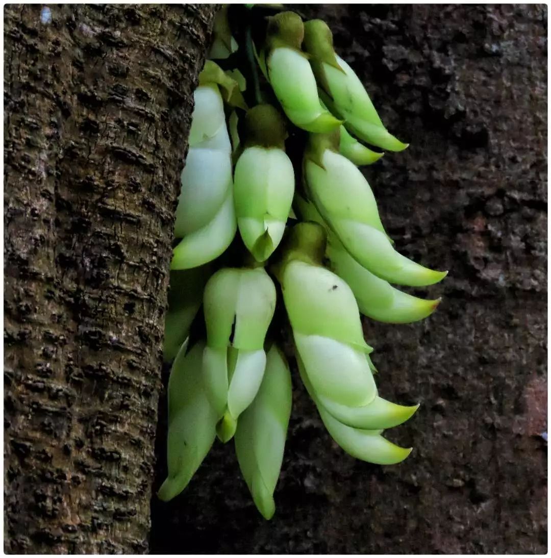 七星岩禾仙岛黄花铃木,七星岩黄花风铃四季变化
