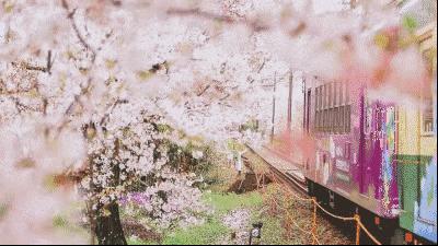 日本有关樱花的照片,日本最美樱花图