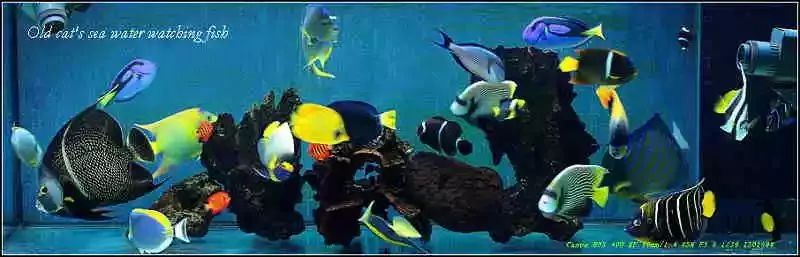 海缸珊瑚的饲养,海缸新手入门详细教程及注意事项