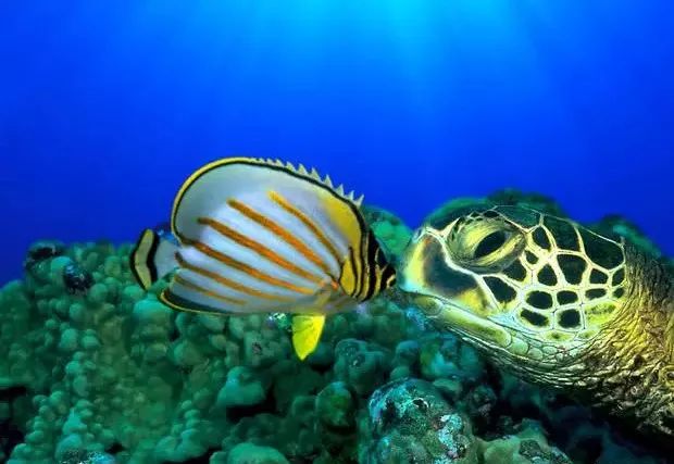 海缸珊瑚的饲养,海缸新手入门详细教程及注意事项