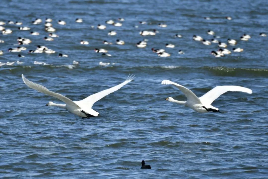 威海荣成精装海景中式合院,和我一起去看房