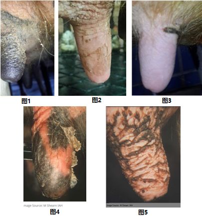 奶牛乳房防冻罩有做的吗,奶牛维护