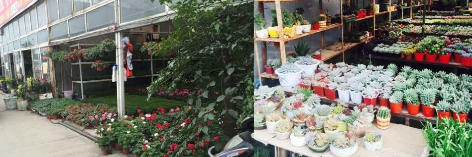 花市买花推荐,今年的花市在哪里逛