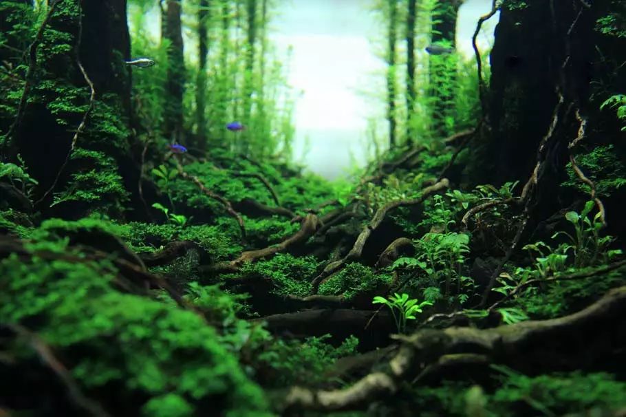 ada2021造景大赛第一名高清图,22年ada造景大赛