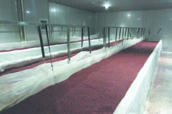 古田红曲：“曲”径何往？