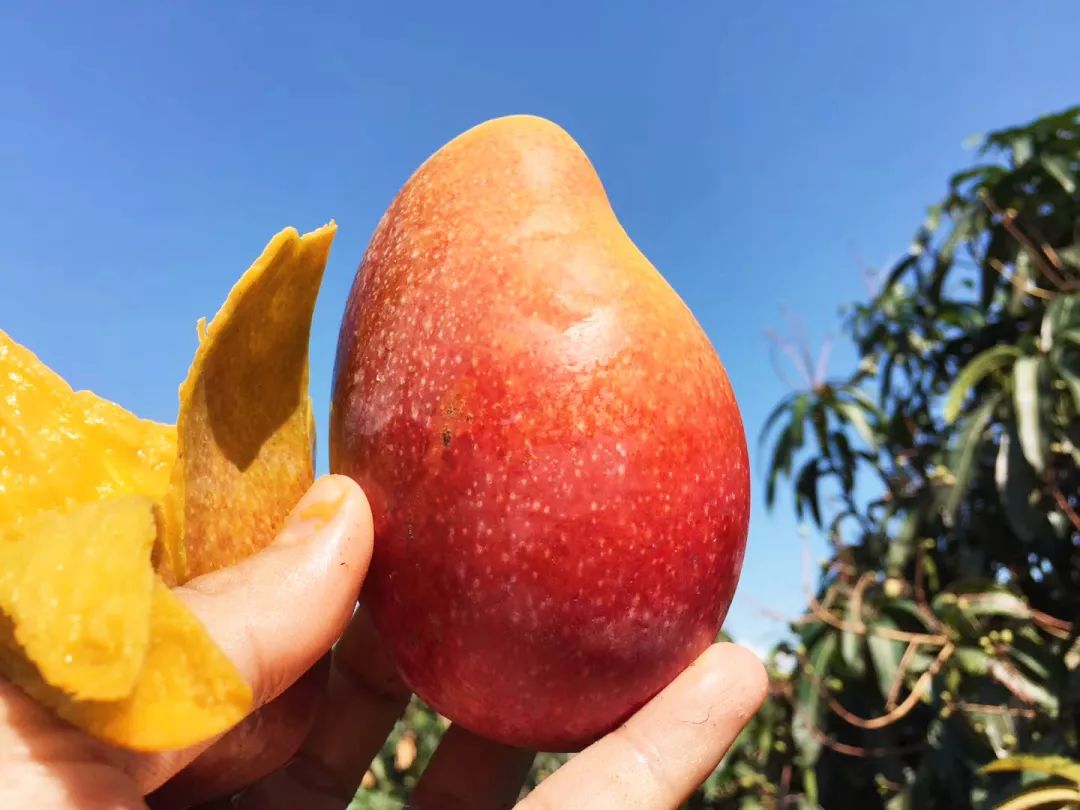 吃货推荐好吃的水果,香甜多汁海南贵妃应季水果