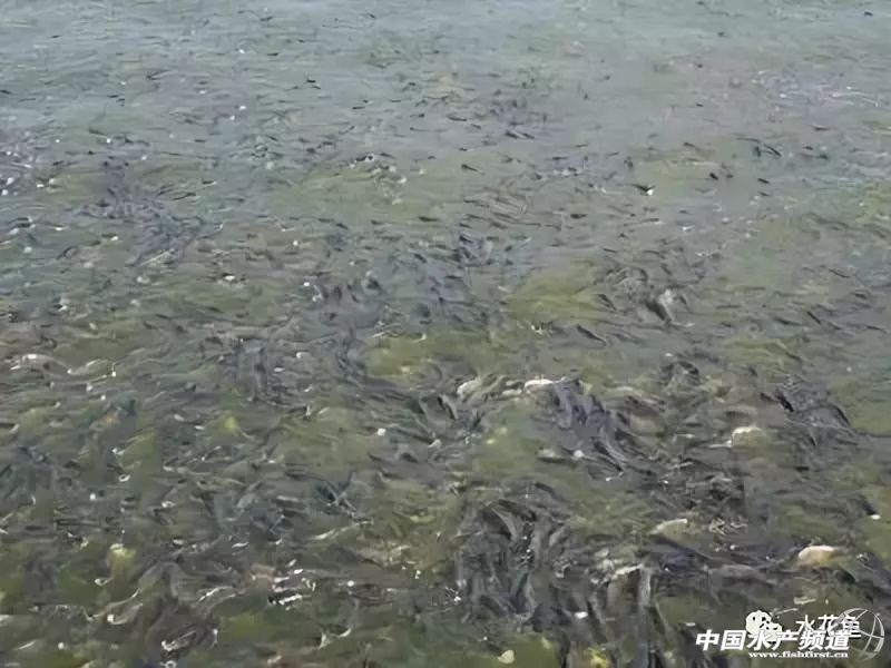 鱼苗放进鱼塘有少数死亡正常吗,放养鱼种要注意什么