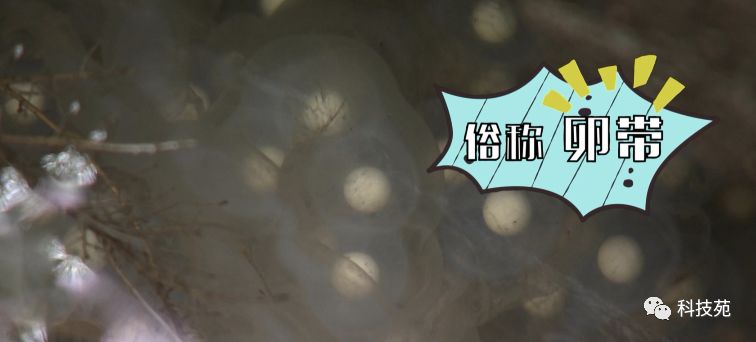 鱼爸孵卵，野猪打洞，蜂王也能把钱赚！