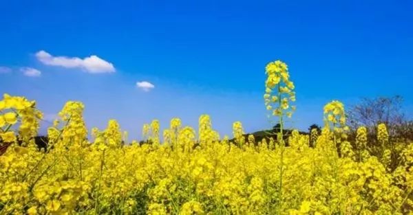 鹿泉网红打卡地免费,鹿泉太平河网红打卡圣地