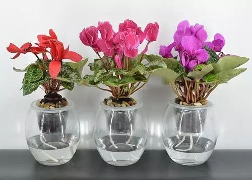 适合厨房种植的植物水培,哪些作物可做水培盆栽养殖