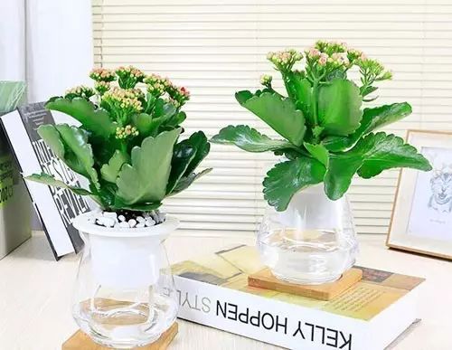 适合厨房种植的植物水培,哪些作物可做水培盆栽养殖