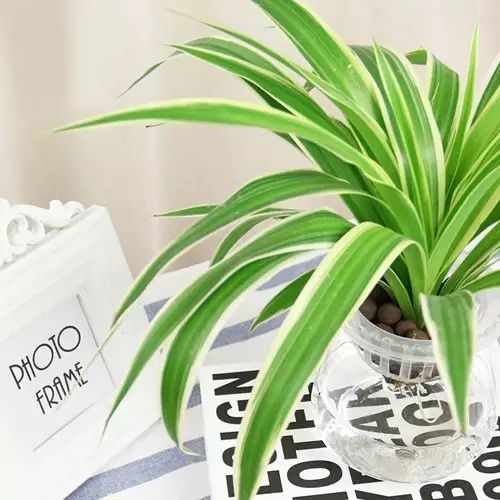 适合厨房种植的植物水培,哪些作物可做水培盆栽养殖