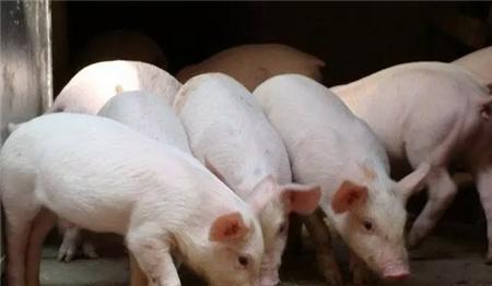 猪轮状病毒病高发季，养猪户记好防治措施