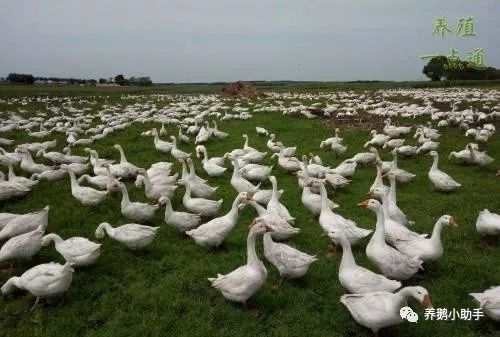 黑龙江春季养鹅如何保暖,怎样养殖鹅下蛋多
