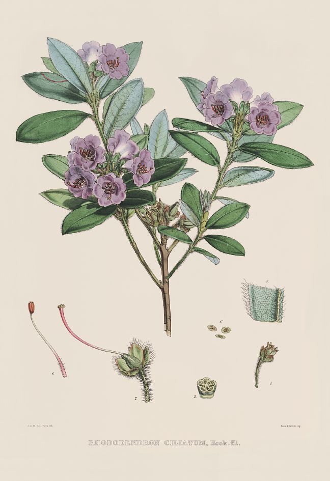 去喜马拉雅山采集杜鹃花，这个英国人有多疯狂？