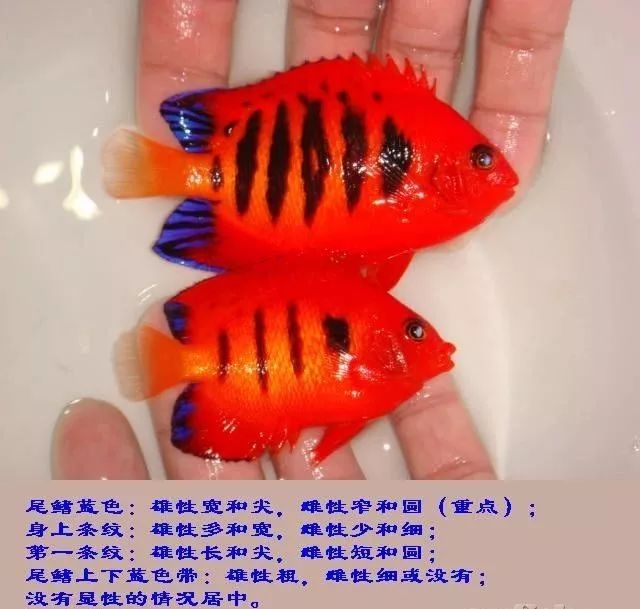 怎么样孵化火狐,火焰仙怎么孵化