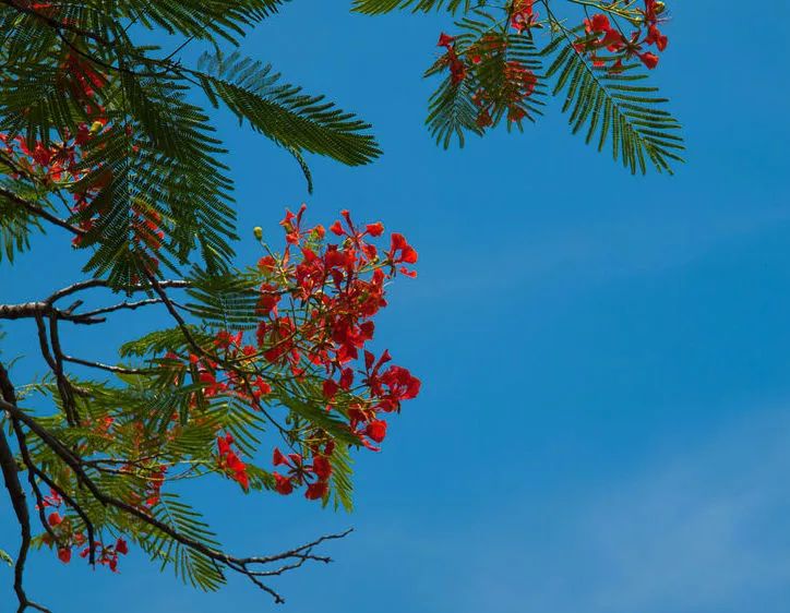 春天植树的方法,春天植树正当时