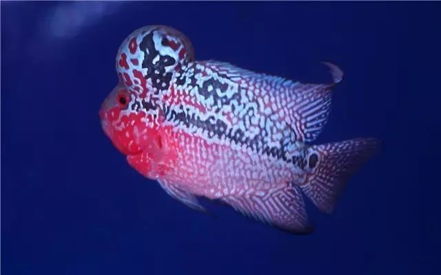 为啥新鱼入缸一直在水底,小丑鱼入缸时精神状态不好怎么办