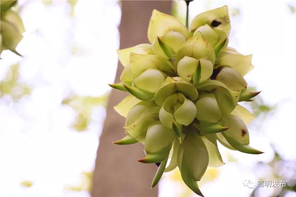 禾雀花美翻三月天,禾雀花盛开美翻三月天