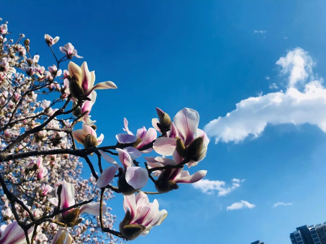 玉兰初绽,玉兰绽放春天如约而至