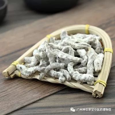 中药丨幼蚕与白僵菌的相遇