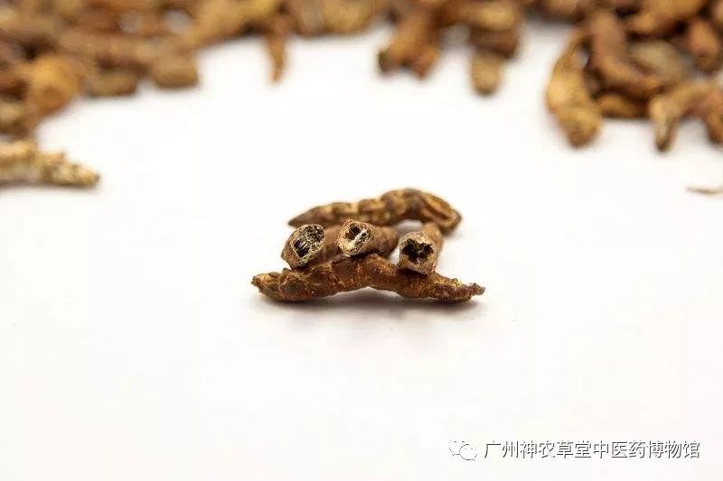 中药丨幼蚕与白僵菌的相遇