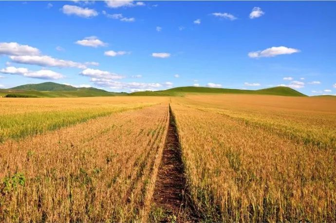 河套小麦知识,河套小麦为啥好