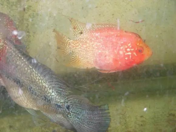 闆岄泟楸肩殑姝ｇ‘閰嶅鏂规硶,绉嶉奔濡備綍閰嶅