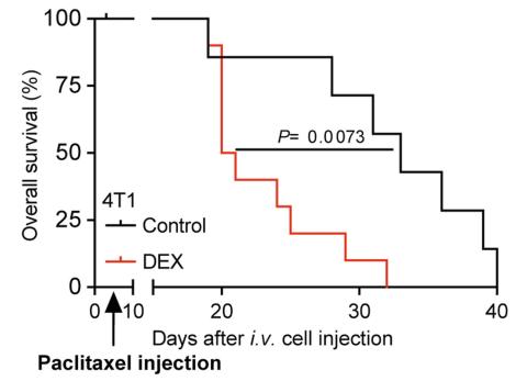 《自然》：糖皮质激素到底是抗癌还是促癌？科学家发现糖皮质激素会促进乳腺癌远端转移，或为精神压力导致癌转移原因|科学大发现