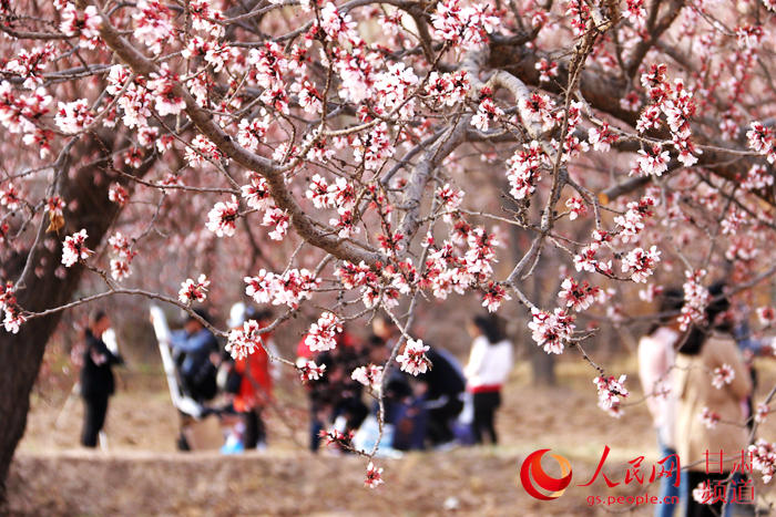每一朵花开都是春天的诗句,当花遇上诗词每一朵花开都是春天