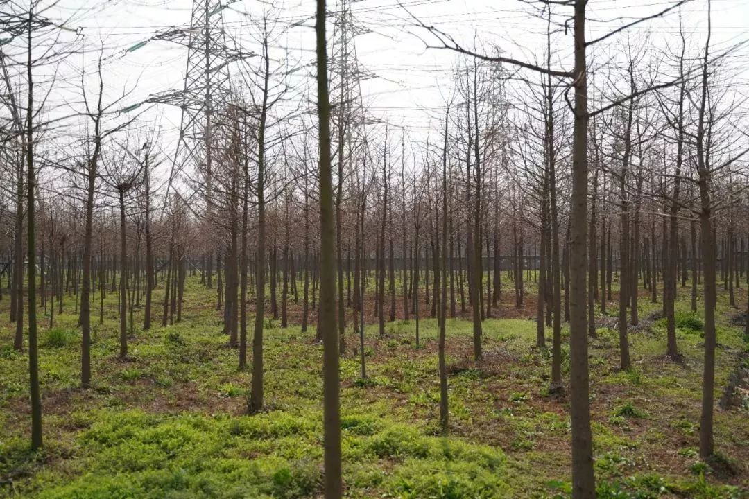 泗泾九年一贯制学校,泗泾镇人才公寓