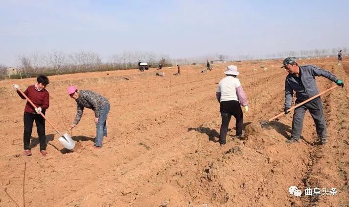 鑱氱劍涓夊啘绉嶆爲,鑱氱劍涓夊啘鑰曞湴