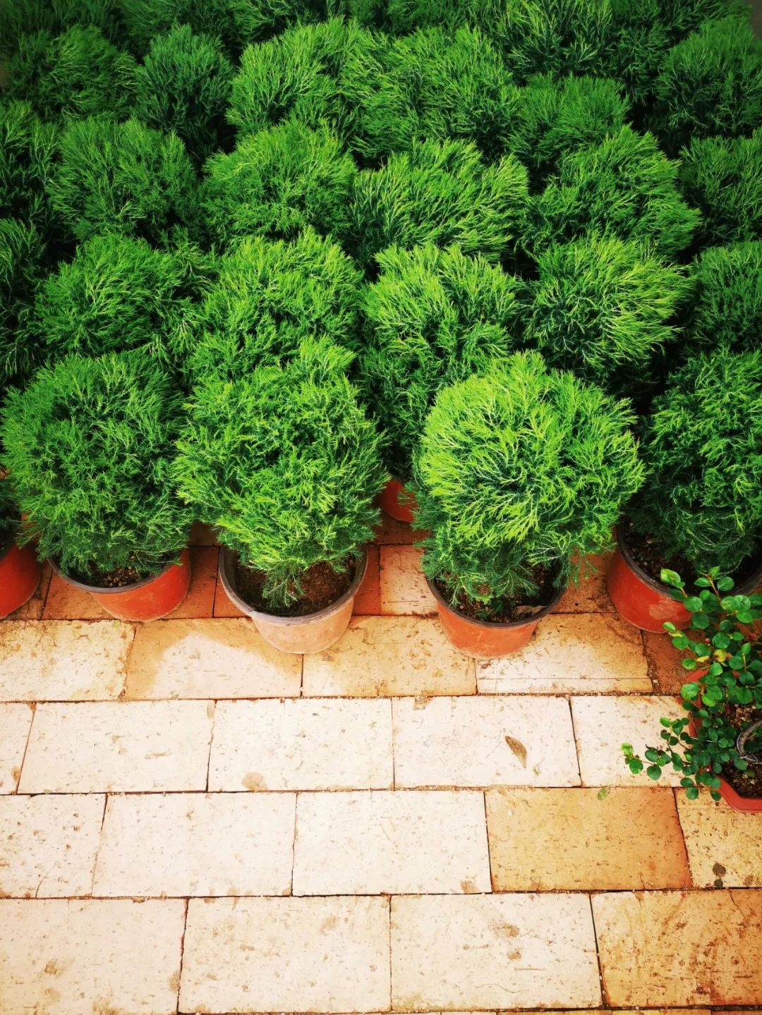 西安最大花卉交易市场,西安朱宏路丰产路巨坤花卉市场