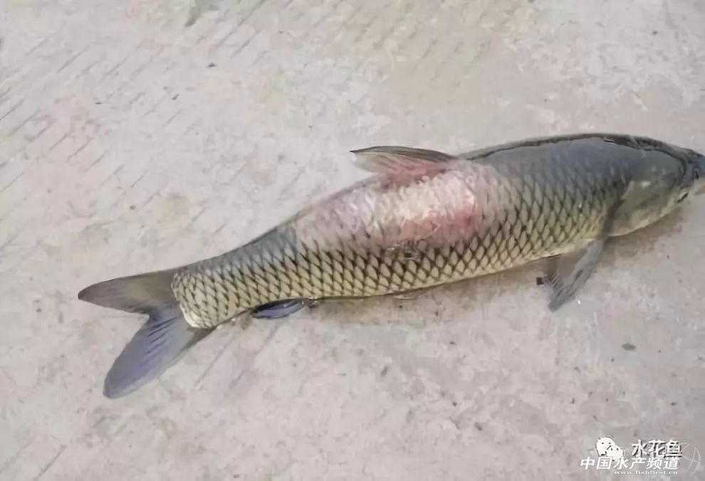 鱼疥疮病原因,鱼痘疮病怎么治疗