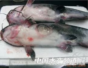 鱼疥疮病原因,鱼痘疮病怎么治疗