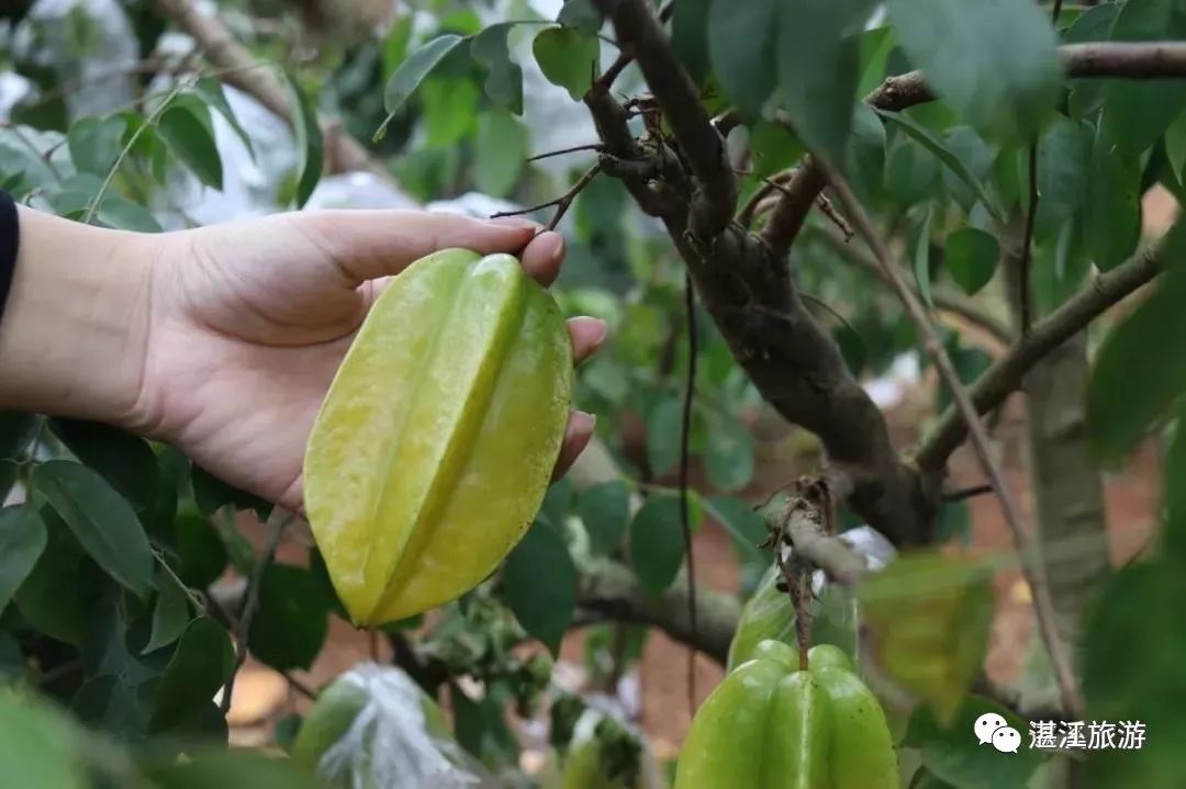 一月份湛江好去处,湛江适合几月份去