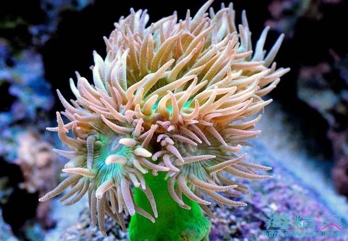 海水鱼缸微缸,如何打造一个海水缸