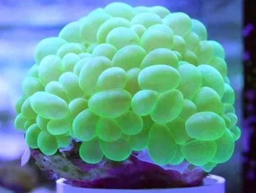 海水鱼缸微缸,如何打造一个海水缸