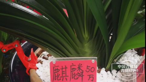 十五届长春君子兰节开幕式,第十七届中国长春君子兰节