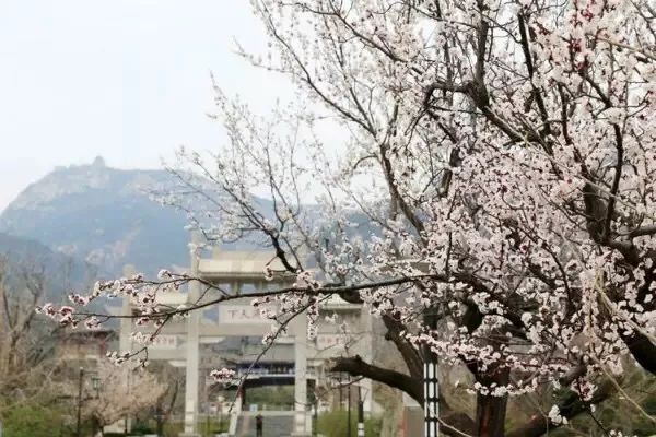 正当时莲花山踏青,莲花山赏花要预约吗