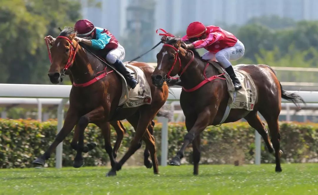 怎样的赛马日,可以吸引六大洲十四地区一百一十一匹星级赛驹报名!