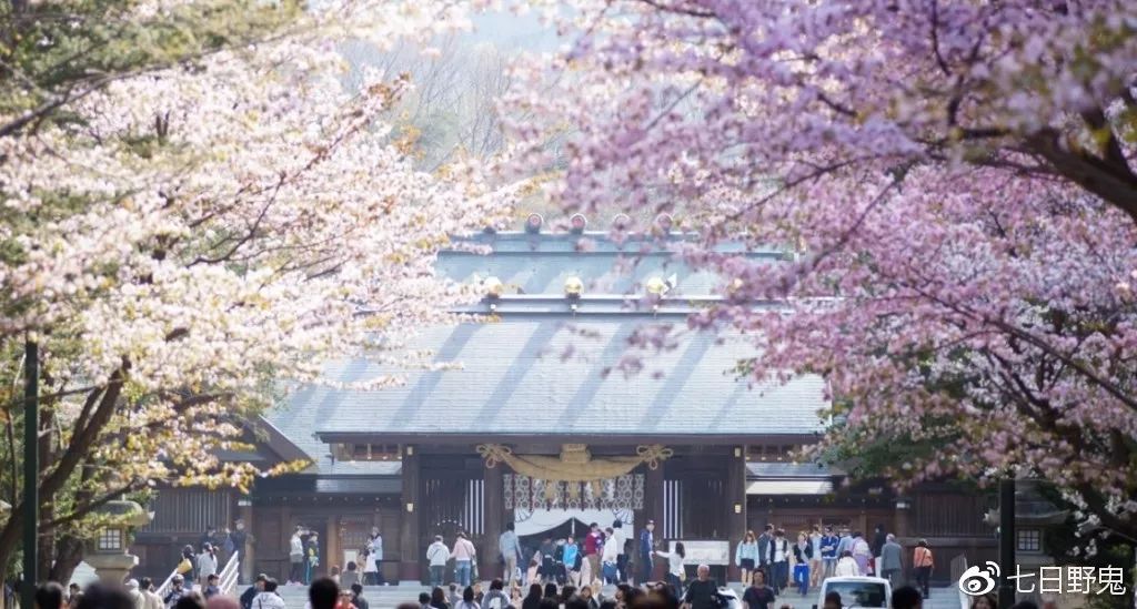 2019年日本大赏排行榜,2018全日本赏樱花旅游攻略