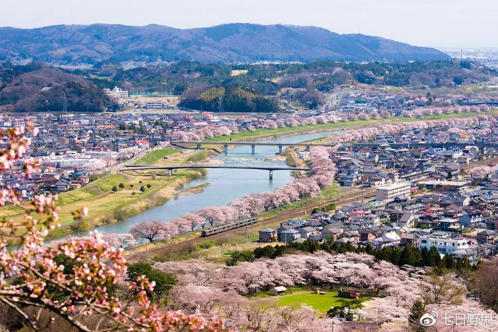 2019年日本大赏排行榜,2018全日本赏樱花旅游攻略