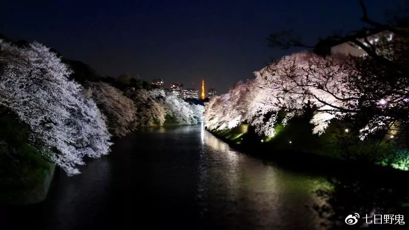 2019年日本大赏排行榜,2018全日本赏樱花旅游攻略