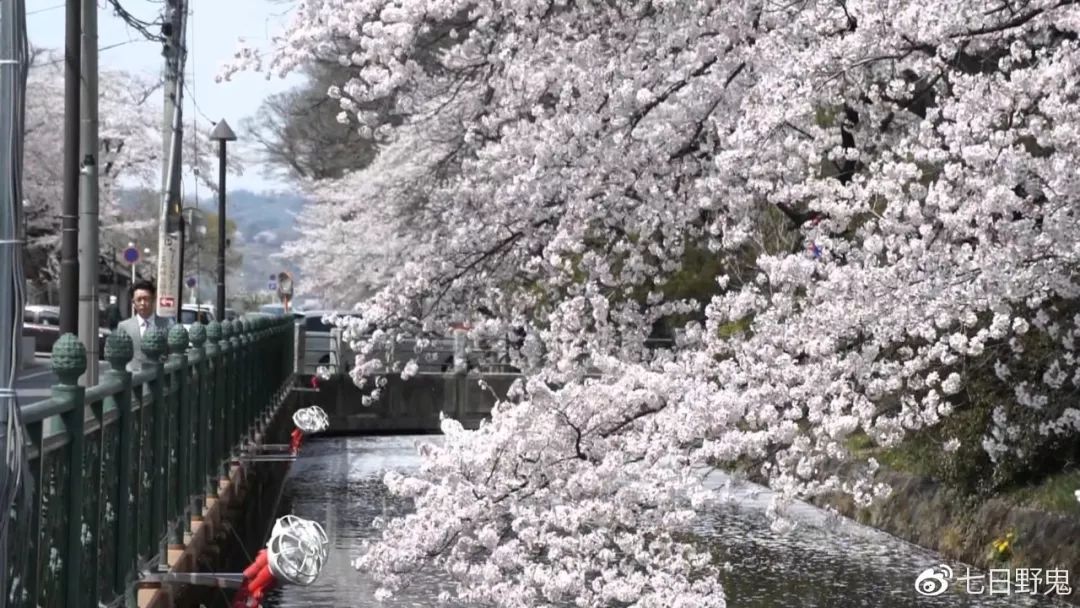 2019年日本大赏排行榜,2018全日本赏樱花旅游攻略