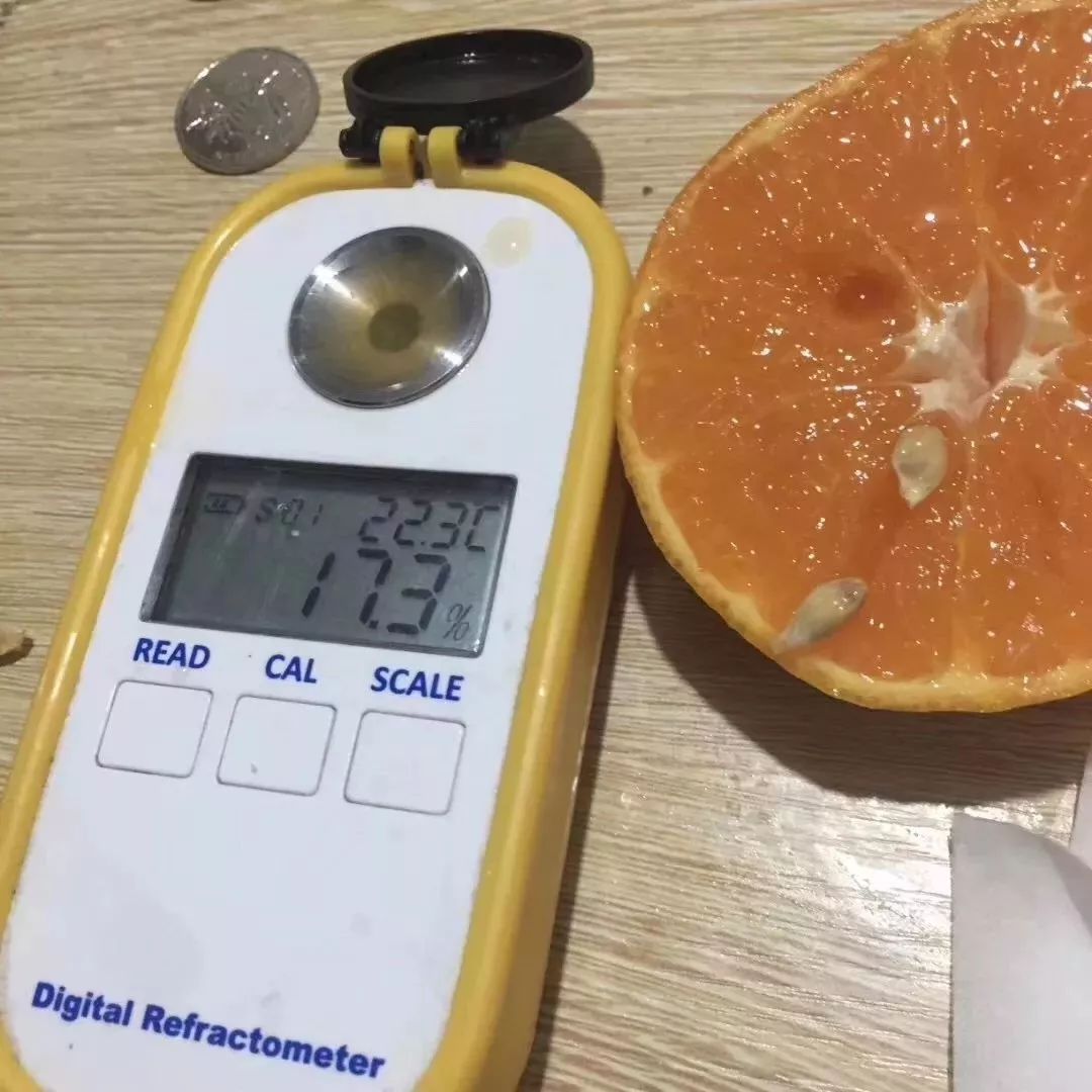 小心“柑”！桔子中的“爱马仕”即将空降义乌（粉丝专享价，仅预售两天！）