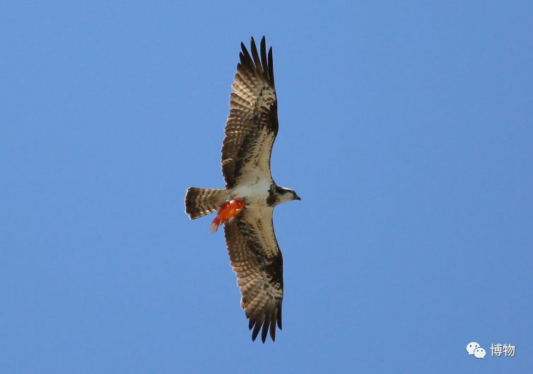 啥是猛禽啊,很大个的猛禽